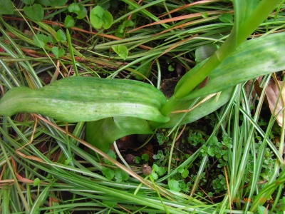 Spitzblättriges Knabenkraut